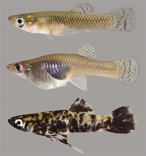 Eastern mosquitofish - ২১ জানু, ২০২২ ... Wong B, McCarthy M. Prudent male mate choice under perceived sperm competition risk in the eastern mosquito fish. Behav Ecol. 2009;20:278–82.